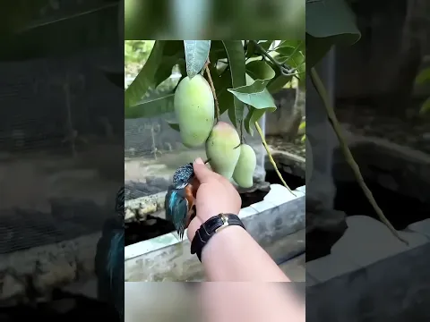 Hummingbird महिला का एहसान नहीं भूली!