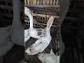 Download Lagu Angsa Soang Putih , angsa asli , soang asli , suara angsa , suara soang , white geese , white swan Download Lagu Angsa Soang Putih , angsa asli , soang asli , suara angsa , suara soang , white geese , white swan