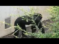 Uncle Gin, don't make us upset! by Ibuki  ジン叔父ちゃん、もうやめてよ！イブキ　Chimpanzee  Tama Zoological Park