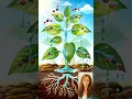 Photosynthesis - A Pattern by Design