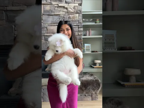 watch her grow before your eyes 👀 🐶 #puppy #growingup #samoyed