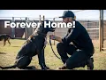 Inside the King s SPCA A Live Rescue Mission