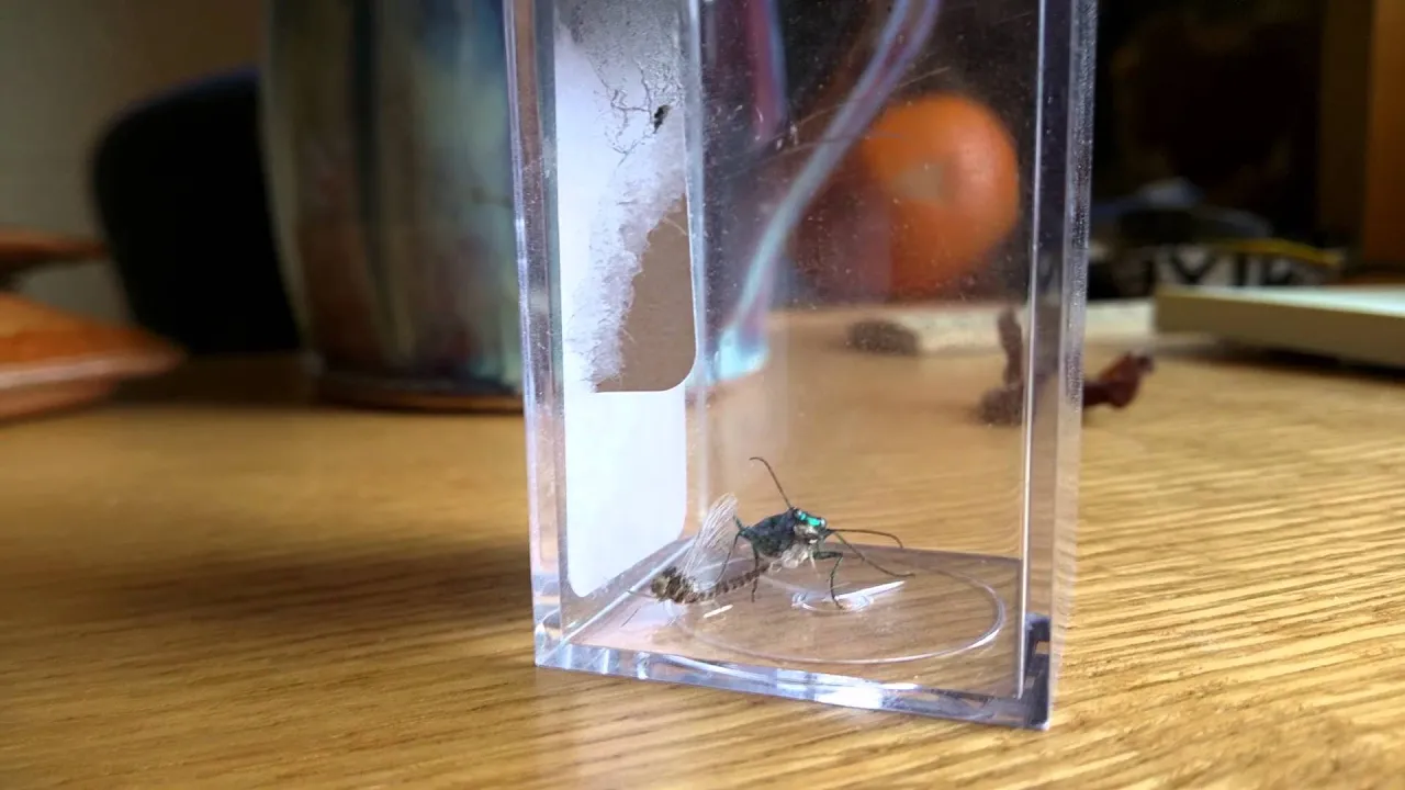 Tiger beetle attacks mayfly