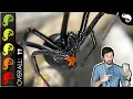 Black Widow The Best Pet Spider
