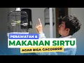 Download Lagu Perawatan burung sirtu cipow agar bisa gacor