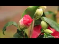How to grow Camellias Crocus co uk