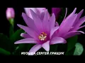 Download Lagu Музыка Для Души ,,ПРОСТАЯ ИСТОРИЯ ,,Музыка Сергей Грищук