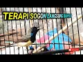 Download Lagu SUARA SOGON KEMPRECEK ECEKECEKWITERCETCEK untuk merangsang bunyi sogon bahan