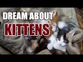 What Does It Mean When You Dreaming About Kittens