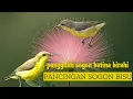 Lagu PANCINGAN SOGON MACET | panggilan sogon betina birahi