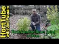 All About Florida Sunshine Illicium Anise In 2 Minutes