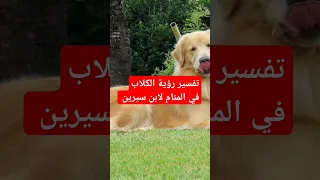 تفسير رؤية الكلب في المنام لابن سيرين دندنها