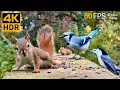 Download Lagu Katten TV 😺 Onbeperkte vogels en eekhoorns 🐿 8 uur 4K HDR 60FPS