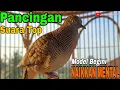 Download Lagu PERKUTUT LOKAL GACOR PANGGILAN ANTI GAGAL CEPAT NYAUT DAN RESPON CEPAT