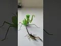 Download Lagu Praying Mantis vs Scorpion #insects  #mantis #scorpion #animals