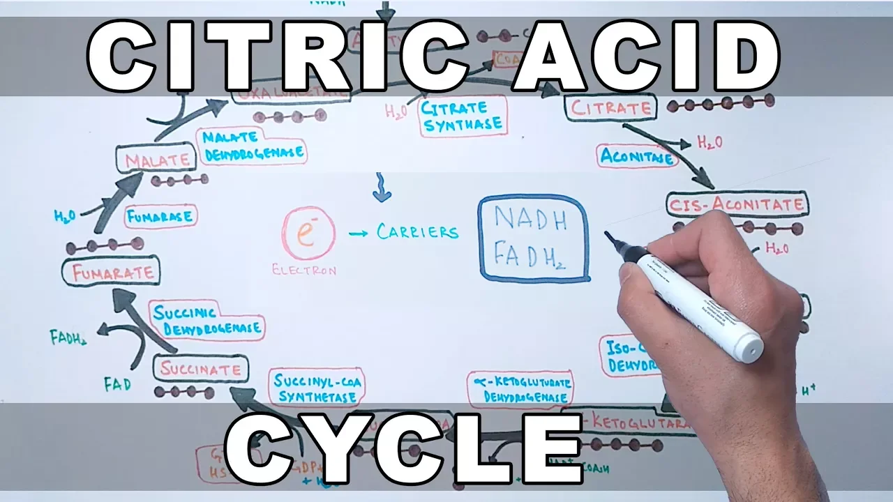 Citric Acid Cycle | Kreb's Cycle