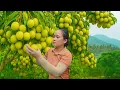 Download Lagu Harvesting 100kg Extremely Rare Lychee To Sell At Market - Bathing Pets | Ly Thi Ca Bushcraft