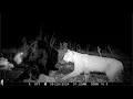 50 of the Craziest Trail Camera s of 2024 In order