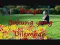 Download Lagu Bunga Bakung yang Dilembah - Lagu Rohani Penguat Iman