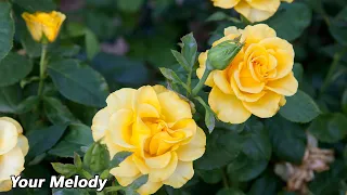 This Is An Insanely Beautiful Melody Touching The Most Intimate Corners Of The Soul 