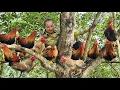 Download Lagu Buy capons from local people to sell for profit, harvest sweet mangoes | Ly Thi Tam