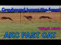 Couldn t slow down Greyhound jumps over the fence at AKC FAST CAT competition