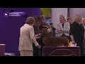 Dachshunds Longhaired Breed Judging 2026