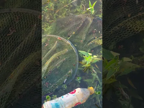 ປາໄນໂຄດໃຫຍ່