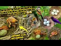 Download Lagu Moments Paling Langkaa || Burung Ini Terekam Kamera Mau Menjatuhkan Saudara Tirinya😱‼️