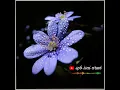 Download Lagu Punnai Vanathu Kuyile @spbisaiaruvi8661