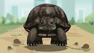 שחר אבן צור ומוזיאון הטבע אגדה חיה צב יבשה מצוי 