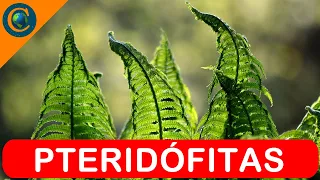 BOTÂNICA - PLANTA PTERIDÓFITA