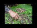 Download Lagu Authentic Wild Kopi Luwak (Civet Coffee) Process - JPW Coffee