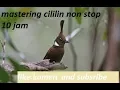 Download Lagu MASTERING CILILIN FULL 10 JAM NON STOP UNTUK MURAI BATU