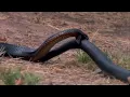 Australia's Wild Horses And Their Remarkable Story Of Survival | Horse: In The Wild | Real Wild
