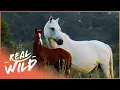 De wilde paarden van Australiƫ en hun opmerkelijke overlevingsverhaal | Paard: in het wild | Echt wild