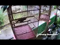 Download Lagu Burung Rumahan | SIULAN CIUNG BATU NGOTOT