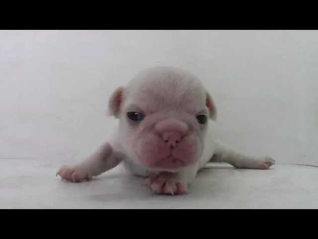 動画