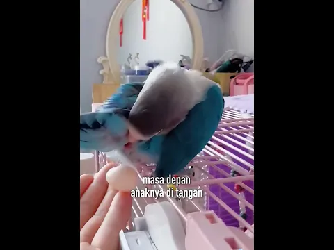 Dari Sebuah Telur Menjadi Seorang Sahabat