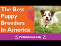 Petland Iowa City Has The Best Puppy Breeders In America