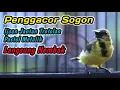 Download Lagu SOGON TROTOLAN NGRIWIK NEMBAK PENGGACOR AMPUH UNTUK SEMUA SOGON‼️HITUNGAN DETIK LANGSUNG RESPON