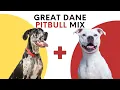 All About Great Dane Pitbull Mix