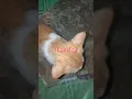 Download Lagu kucing teramat pintar #kucinglucu #kucinganggoralucudanimut #pets