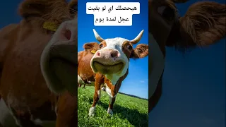 هيحصلك إيه لو بقيت عجل يوم واحد معلومات اكسبلور Animals Facts Wildlife معلومات غريبة 