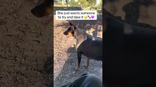 #fyp #dream #doberman #pets #youtube