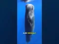 Ever wondered Why Sperm whales sleep Vertically