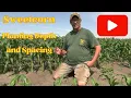 Sweetcorn Planting Depth And Spacing