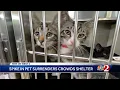We re scared Orange County shelter overcrowded with surrendered pets as rent rises