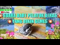 Download Lagu SUARA ANAK PELATUK BERAS