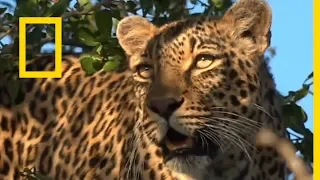 مملكة الفهود أسبوع القطط الكبيرة ناشونال جيوغرافيك أبوظبي 